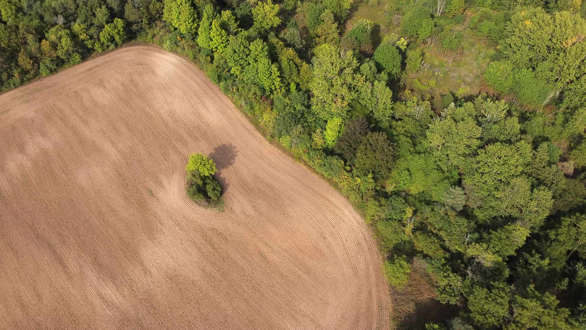 From Forests to Farmlands: The Impact of Deforestation on Our Ecosystems