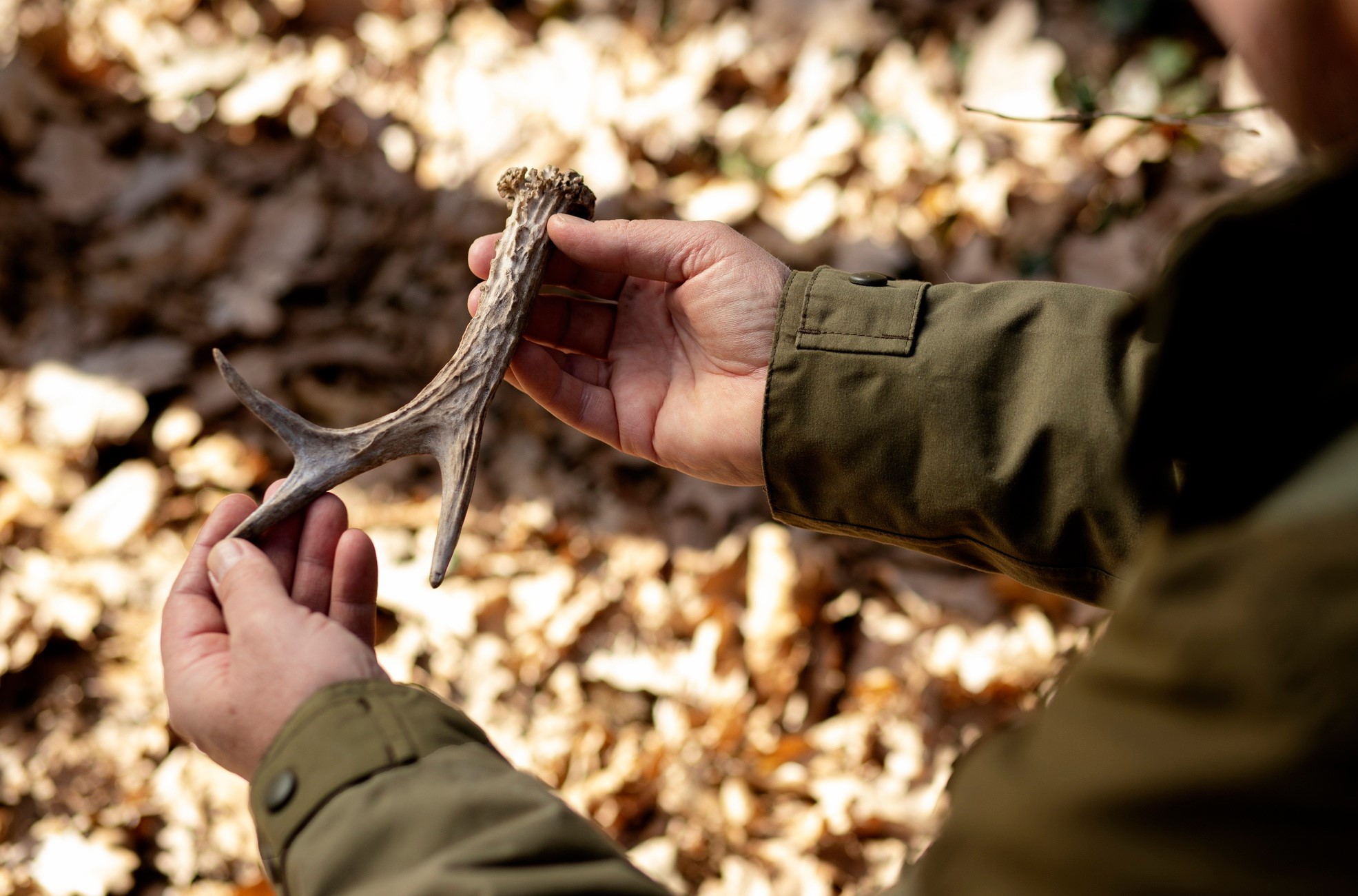 The Global Cost of the Illegal Wildlife Trade